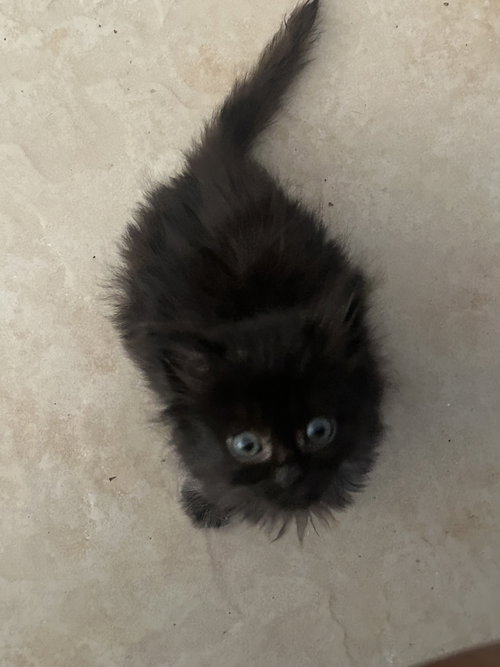 Apollo (new)