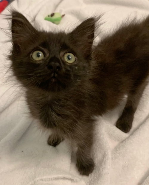 Apollo (4588), an adoptable Domestic Medium Hair in Tampa, FL