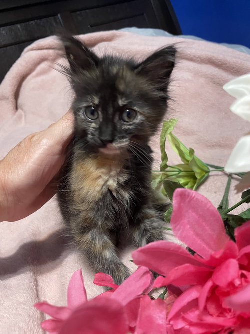 Tortuga (new), an adoptable Tortoiseshell in Tampa, FL