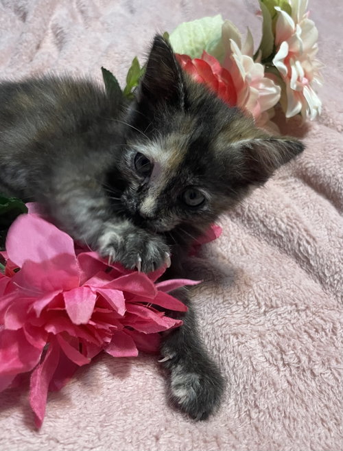 Anna Maria (new), an adoptable Tortoiseshell in Tampa, FL