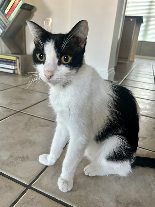 Nova (1297), Young Domestic Short Hair (short coat), cat for adoption in Tampa, Florida