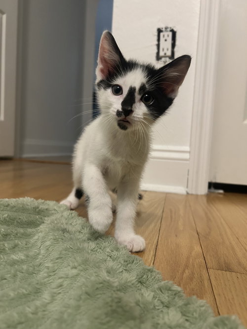 Sky (new), an adoptable Domestic Short Hair in Tampa, FL