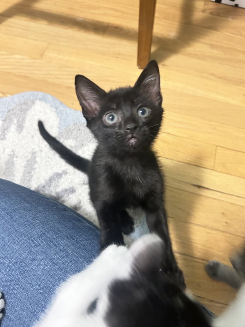 Shadow (new), an adoptable Domestic Short Hair in Tampa, FL