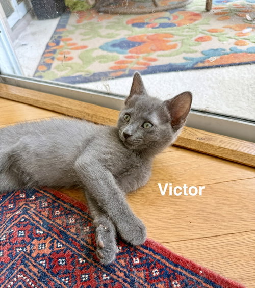 Victor (new), Baby Domestic Short Hair (short coat), cat for adoption in Largo, Florida