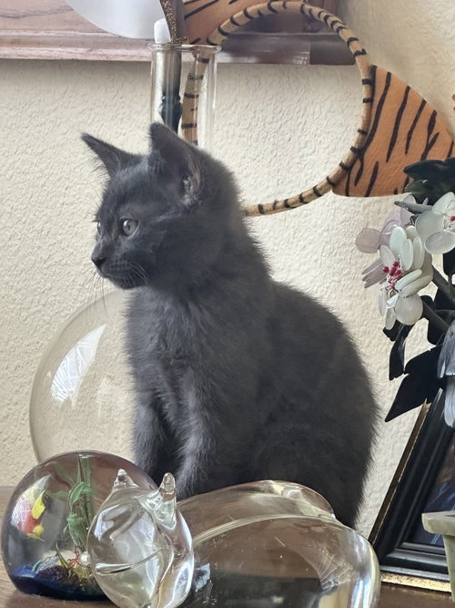 Reid (new), Baby Domestic Short Hair (short coat), cat for adoption in Largo, Florida
