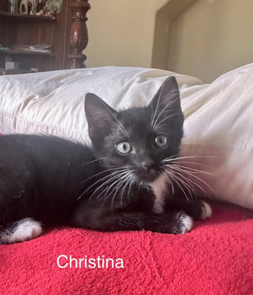 Christina (4986), an adoptable Domestic Short Hair in Tampa, FL