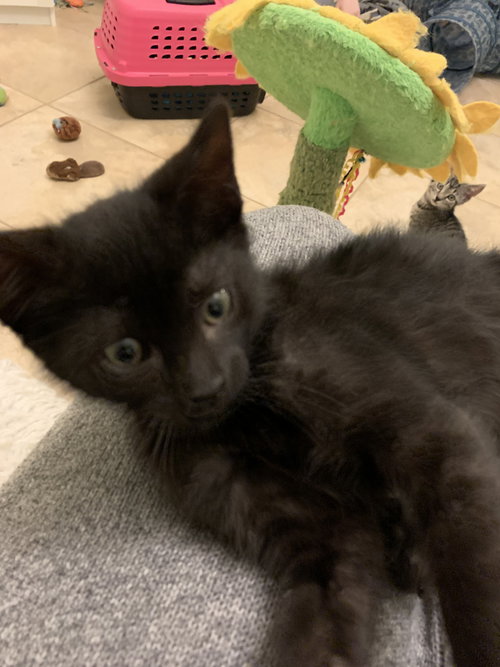Lucy (4993), an adoptable Domestic Short Hair in Tampa, FL