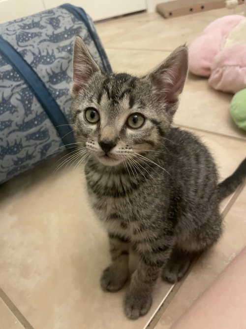 Wilbur (6175), an adoptable Domestic Short Hair in Tampa, FL