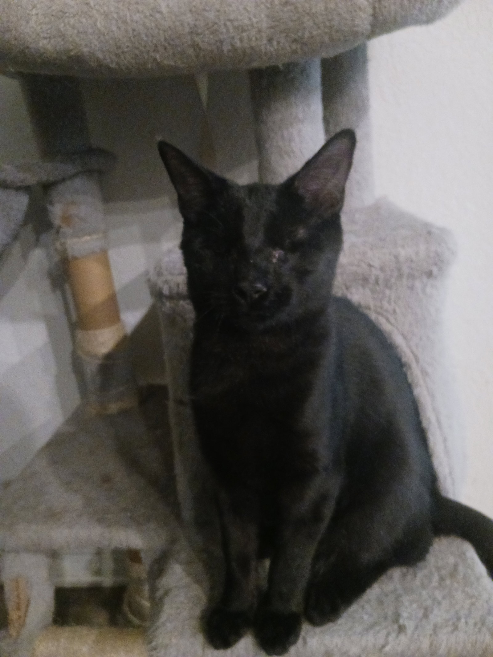Noir (2923), Domestic Short Hair