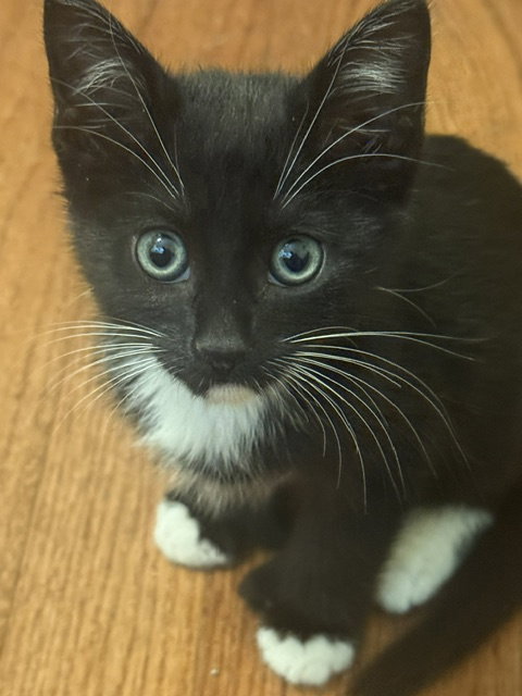Wyatt (5048), an adoptable Extra-Toes Cat in Tampa, FL
