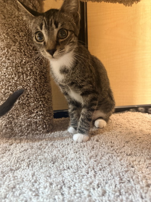 Photo 2 of Rogue (2486)