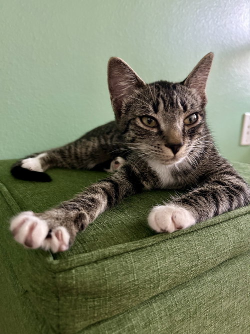 Rogue (2486), a cat for adoption from Cat Crusaders Inc
