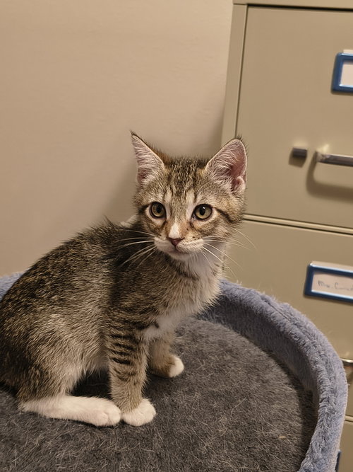 Louis XIV (new), an adoptable Tiger in Tampa, FL