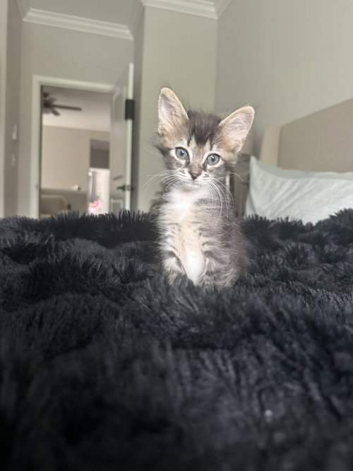 Wai (1114), Baby Tiger (short coat), cat for adoption in Tampa, Florida
