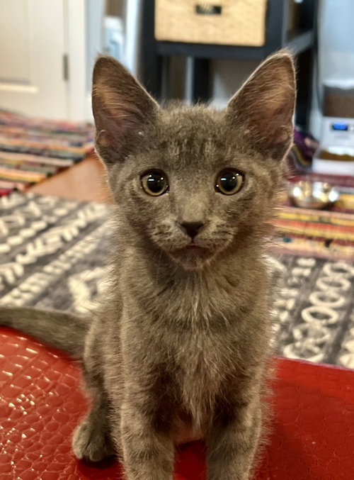 Willow