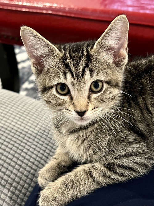 Basil