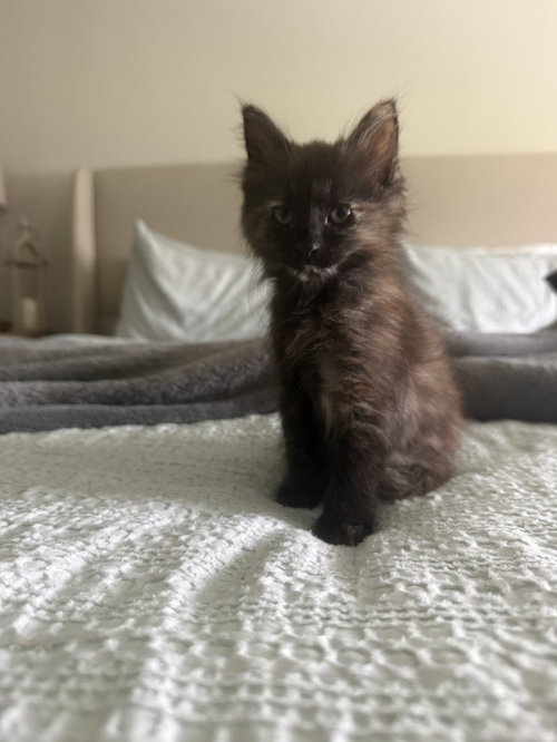 Mocha (new)