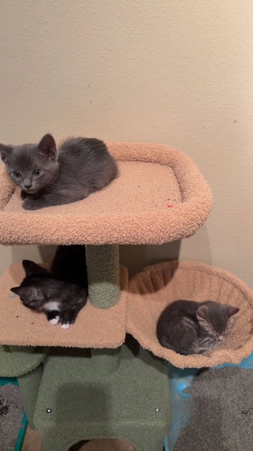 Aspen (new), an adoptable Domestic Short Hair in Tampa, FL