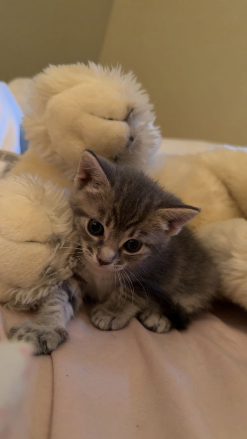 Ashley (new), an adoptable Tiger in Tampa, FL