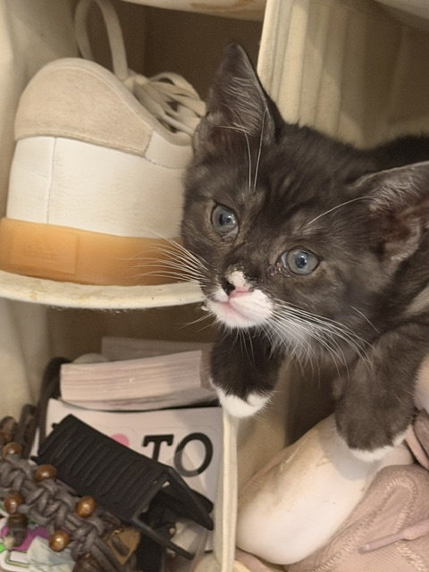 Allie (new), an adoptable Domestic Short Hair in Tampa, FL