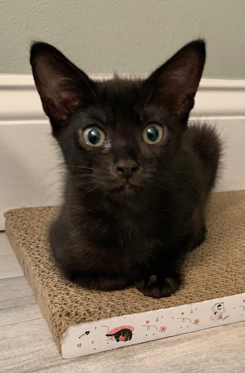 Shelia, Baby Domestic Short Hair (short coat), cat for adoption in Tampa, Florida