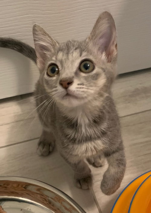 Grace, Baby Domestic Short Hair (short coat), cat for adoption in Tampa, Florida