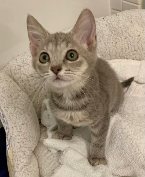 Zola, Baby Domestic Short Hair (short coat), cat for adoption in Tampa, Florida