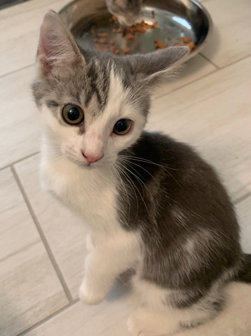Marina, Baby Domestic Short Hair (short coat), cat for adoption in Tampa, Florida
