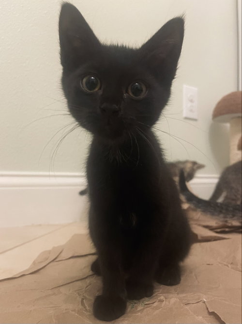 Marion (new), an adoptable Domestic Short Hair in Tampa, FL