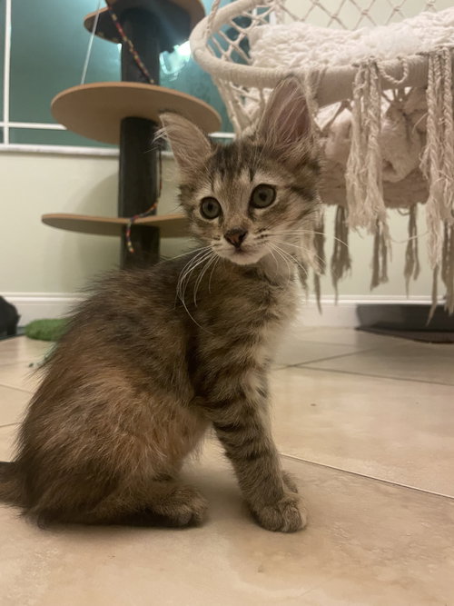 Foxy (4597)), an adoptable Domestic Medium Hair in Tampa, FL