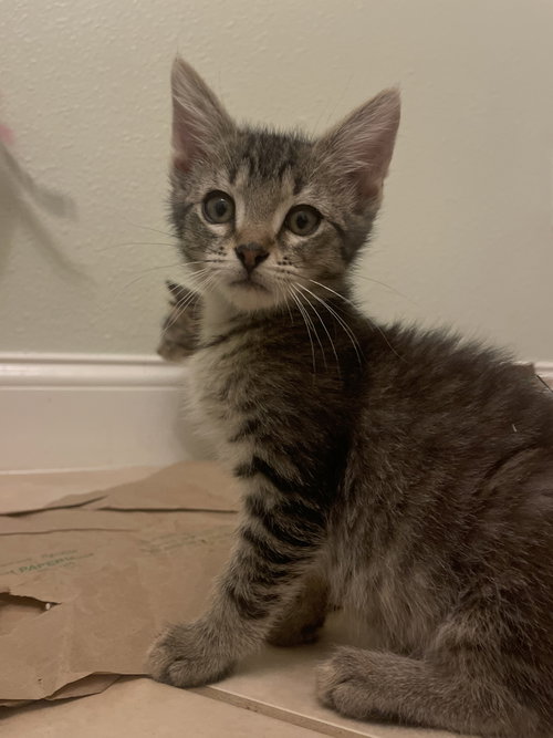 Freddy (new), an adoptable Domestic Short Hair in Tampa, FL