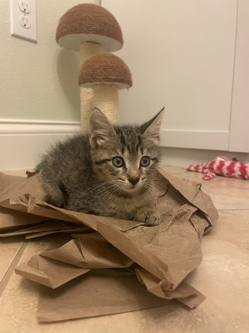 Chica (4581), an adoptable Domestic Short Hair in Tampa, FL
