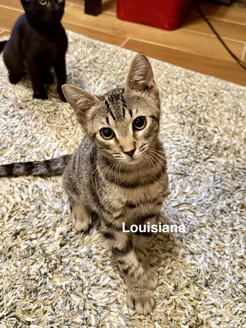 Photo 2 of Louisiana (3059)