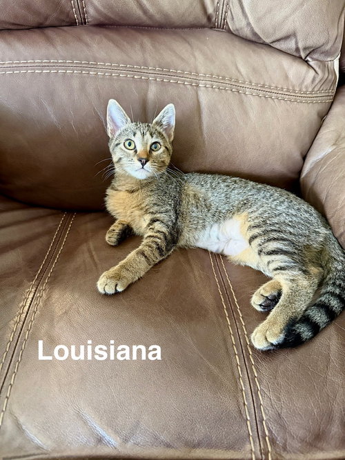 picture of the cat needing adoption