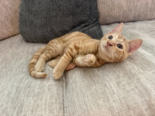 Cheeto