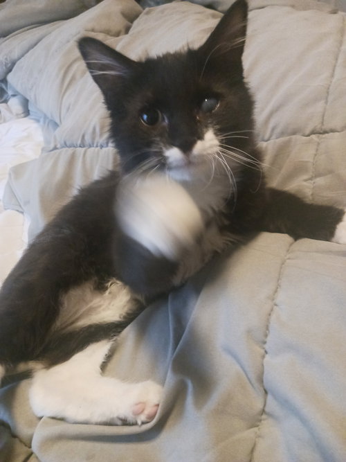 Puffin (new), a cat for adoption from Cat Crusaders Inc