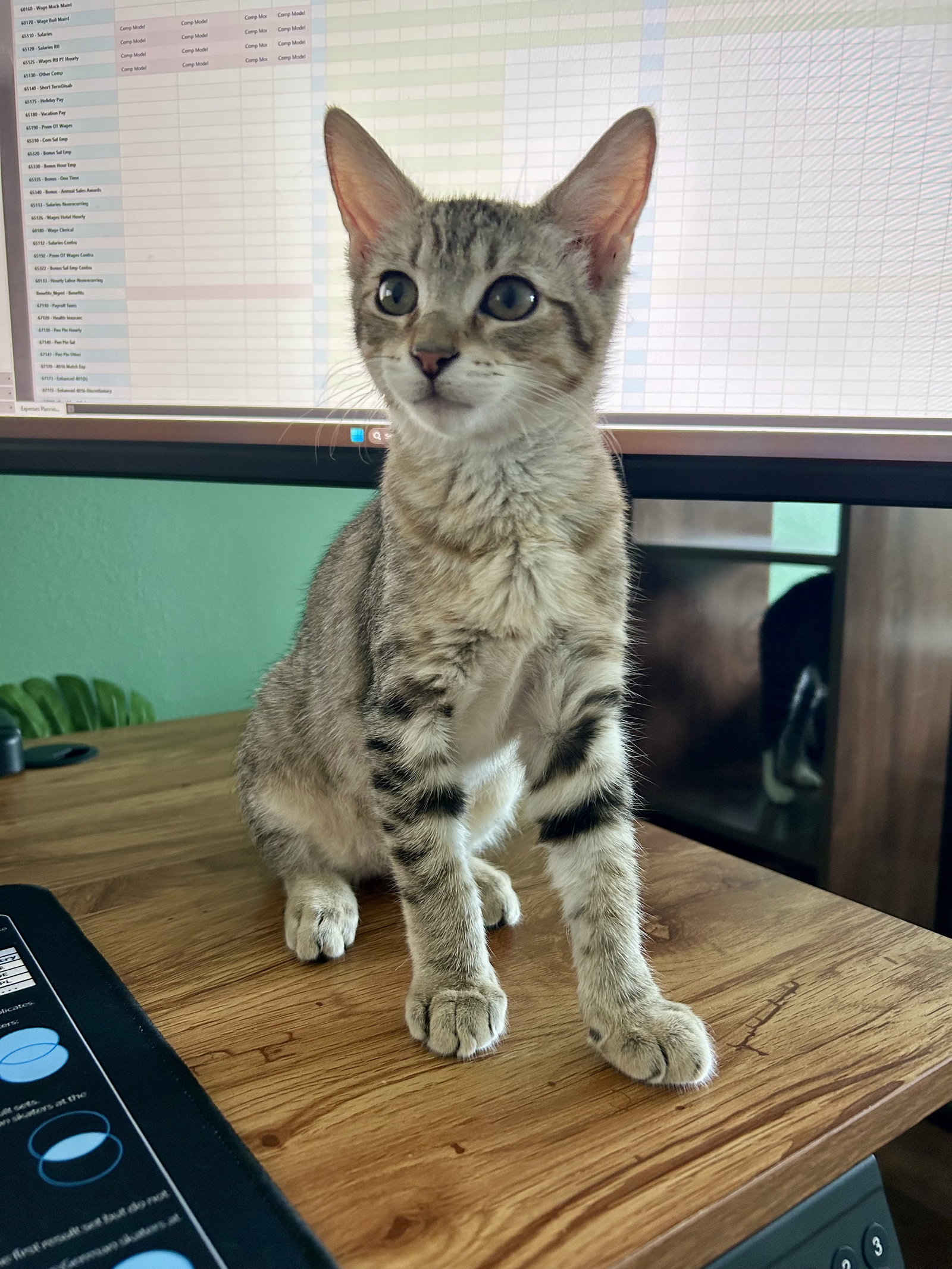 Sandhill (2172), Domestic Short Hair