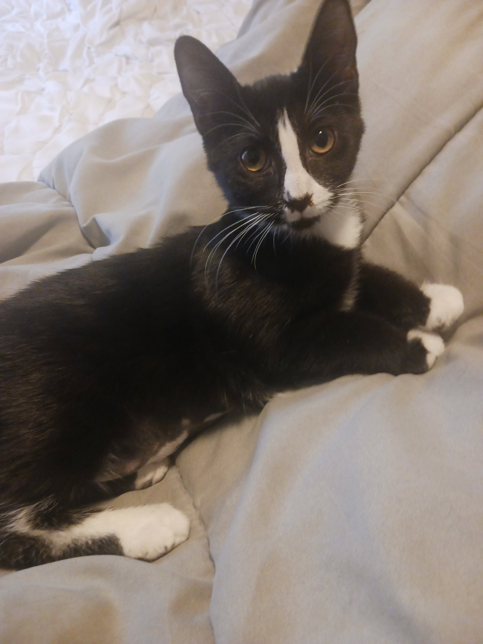 Starling (1284), Domestic Short Hair