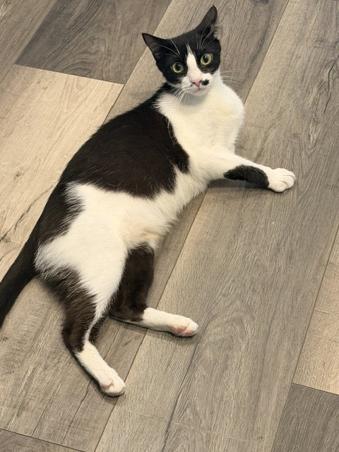 picture of the cat needing adoption