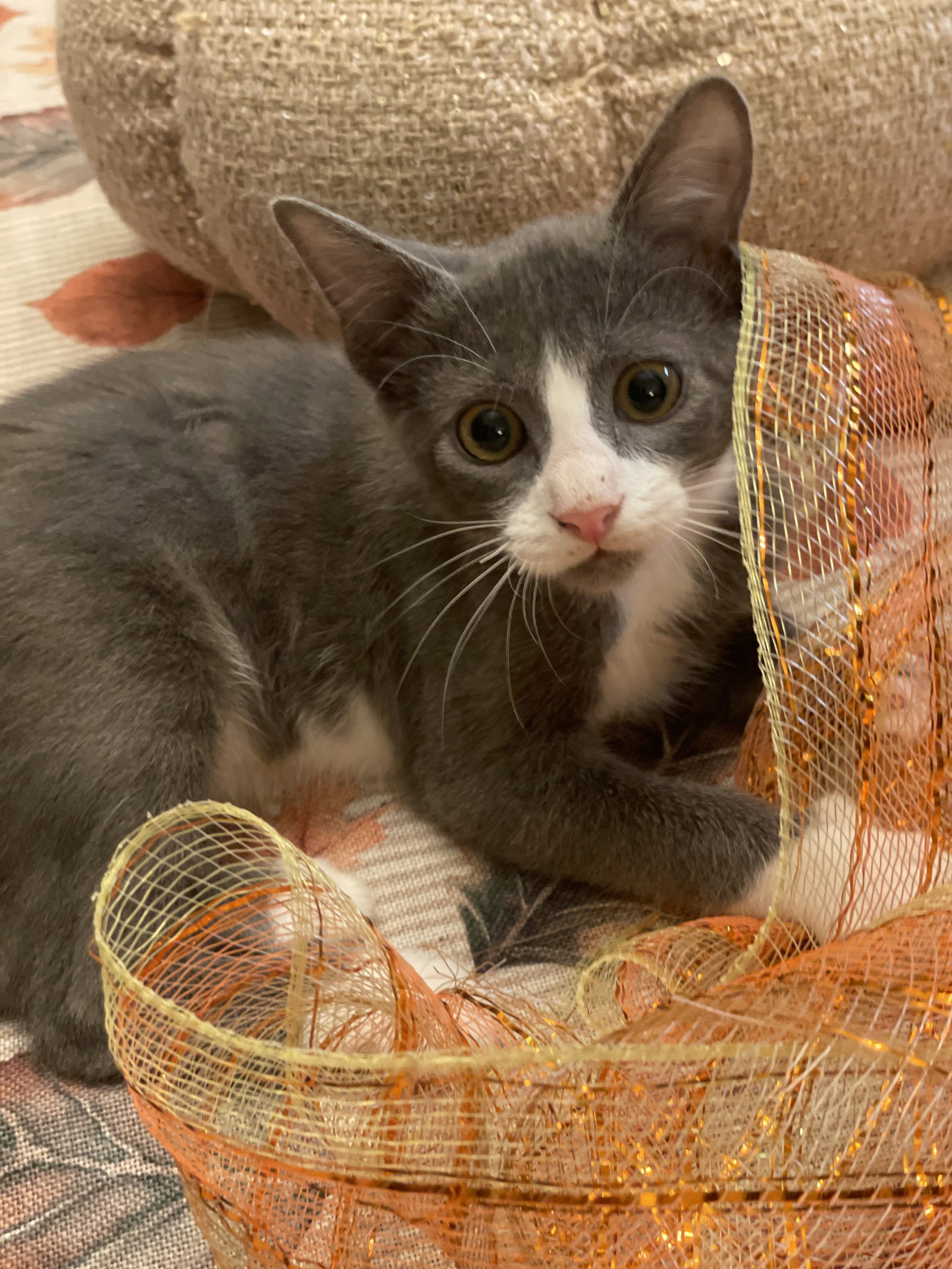 Roll (1781), Domestic Short Hair