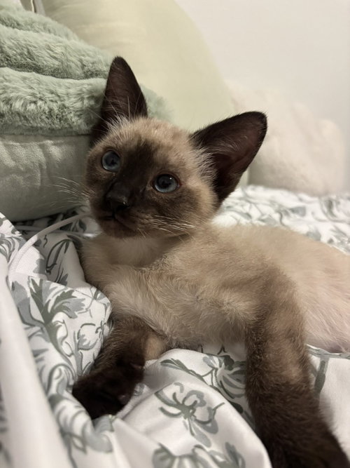 picture of the cat needing adoption
