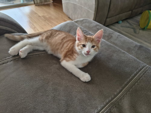 picture of the cat needing adoption