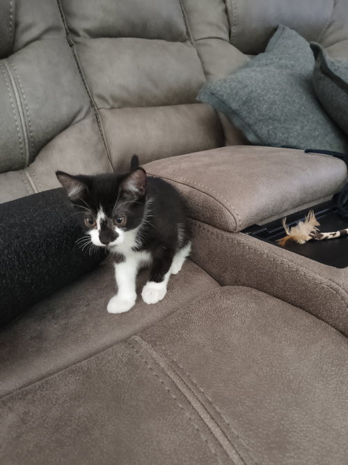 picture of the cat needing adoption