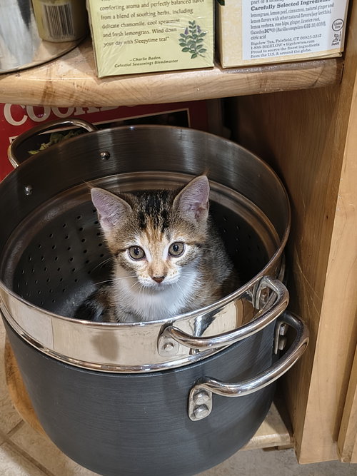 picture of the cat needing adoption