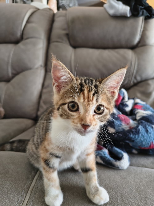 picture of the cat needing adoption