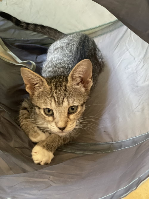 picture of the cat needing adoption