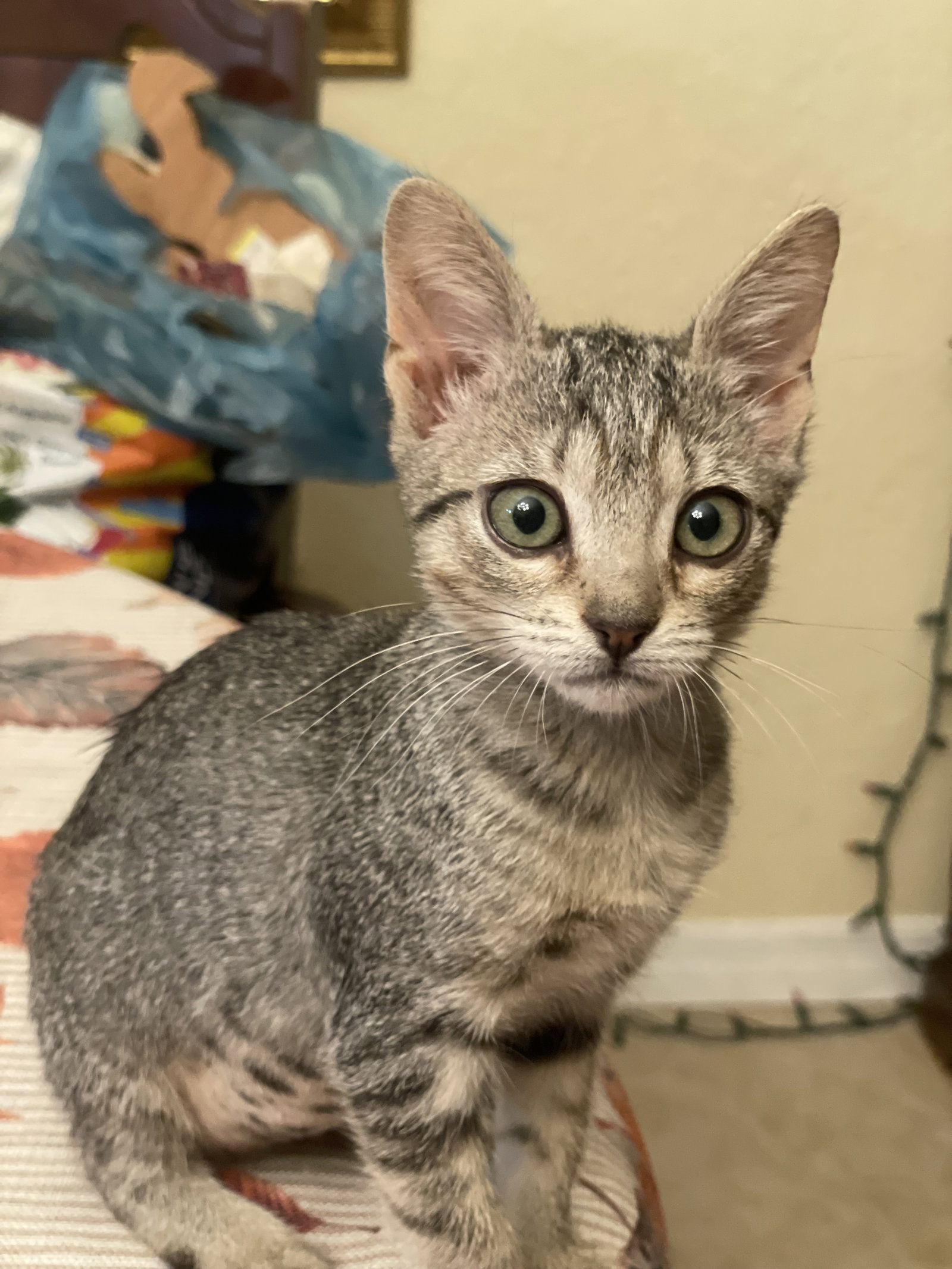Tinkerbelle (new), Tabby