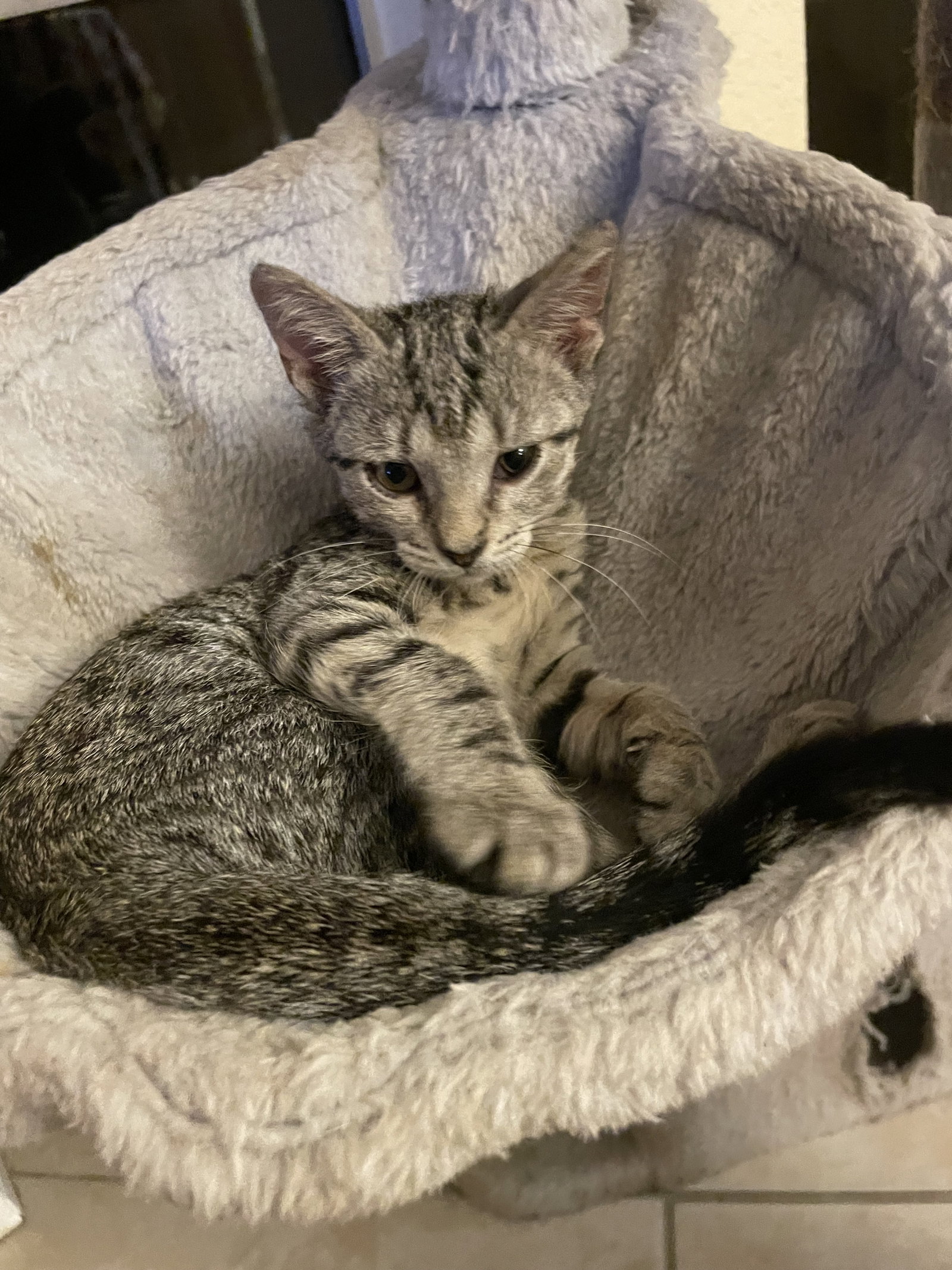 Tweety Bird (new), Tabby