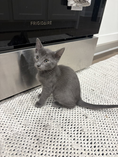 Tonka (2404), a cat for adoption from Cat Crusaders Inc