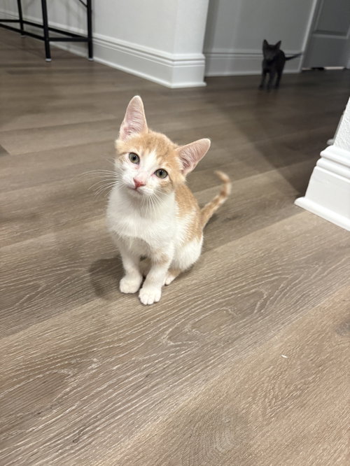Mr. Beef (6801), a cat for adoption from Cat Crusaders Inc